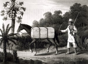 Un porteur de coton, de 